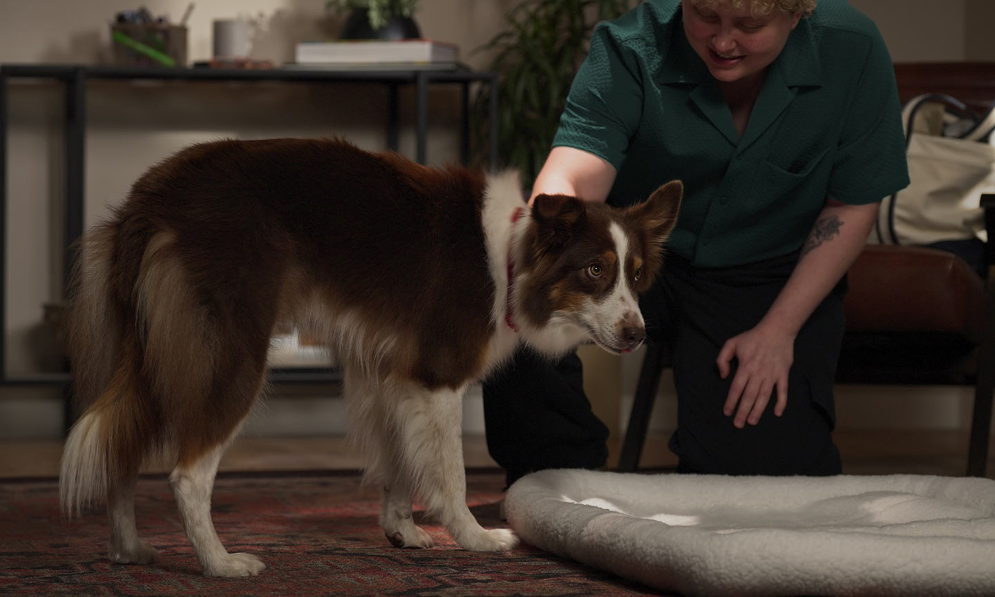 A dog receiving praise for approaching their mat