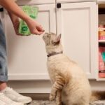 A Guide to Cat Treats: How To Choose the Best One for Your Cat