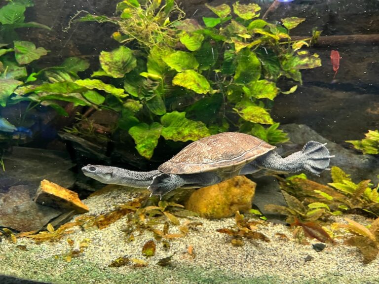 Brown turtle swims in an aquarium among green algae