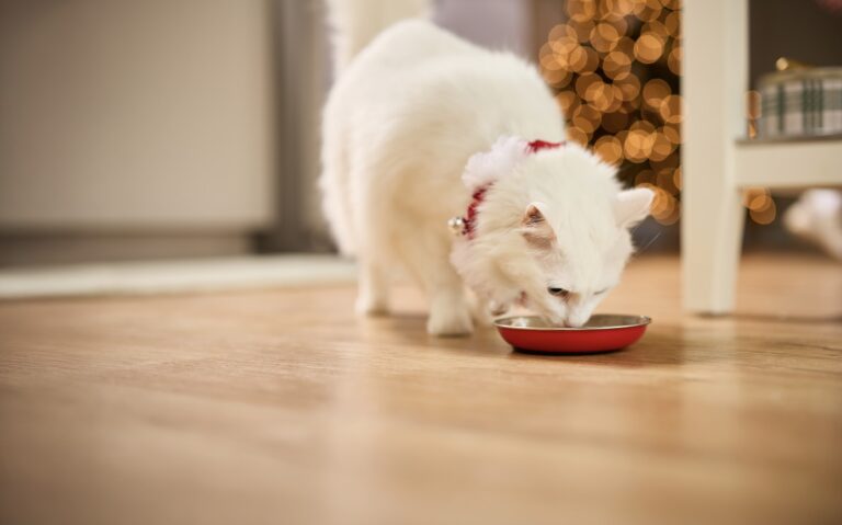 grain free cat food: A white cat wearing a red collar with a bell eats from a small red bowl in his living room.