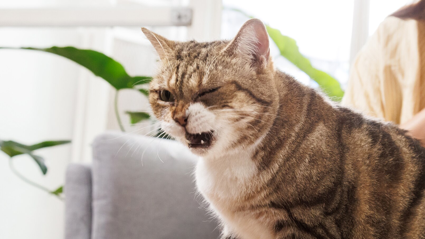 Why Is My Cat Coughing 10 Common Causes Chewy Why Is My Cat Coughing 10 Common Causes Chewy