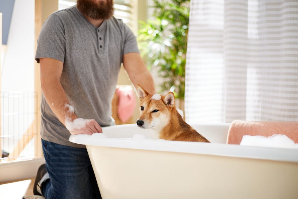 medicated dog shampoo: A Shiba Inu sits in a bathtub with bubbles while his pet parent looks on.