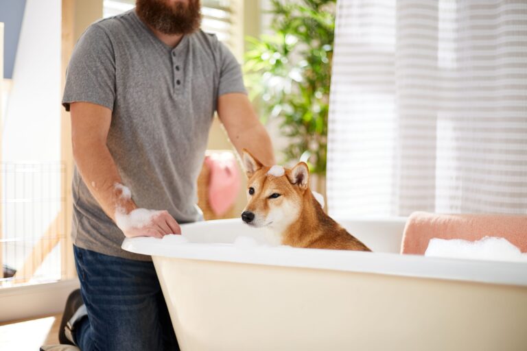 medicated dog shampoo: A Shiba Inu sits in a bathtub with bubbles while his pet parent looks on.