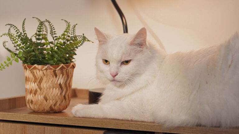 senior cat age: senior cat lying next to plant