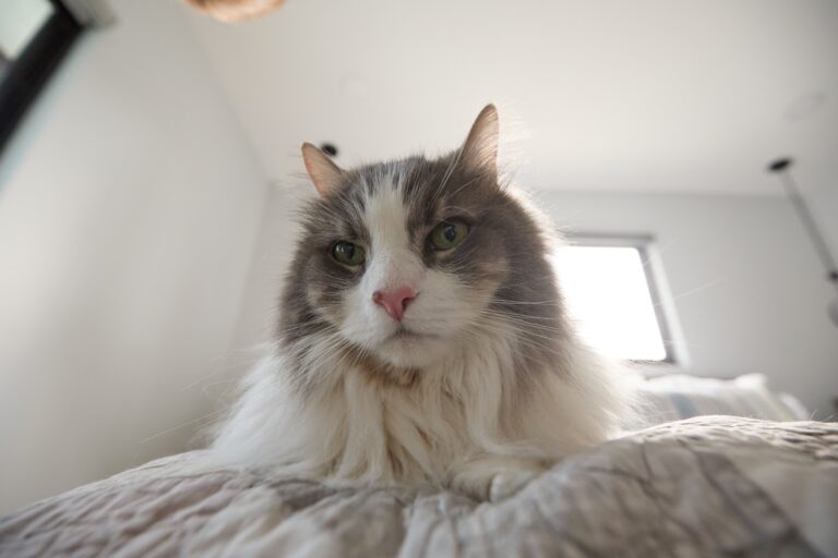 A gray and white Maine Coon cat lies on a bed.
