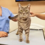 Cat Vaccinations: A Complete Guide to Cat Vaccines
