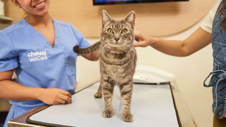 Cat getting its vaccines