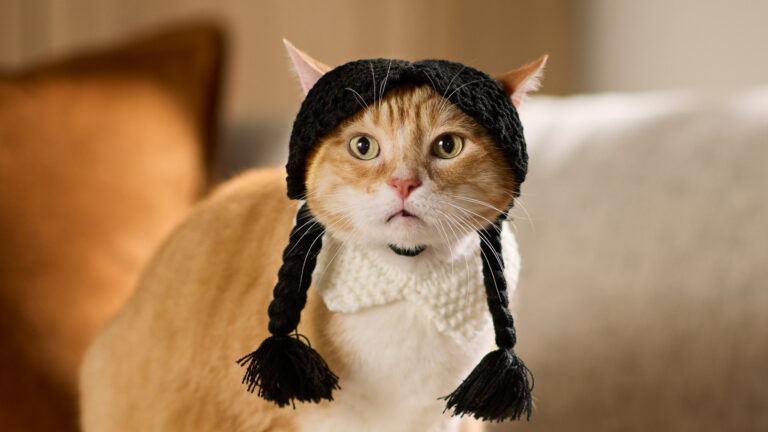 A cat in a Halloween costume who needs a Halloween cat name