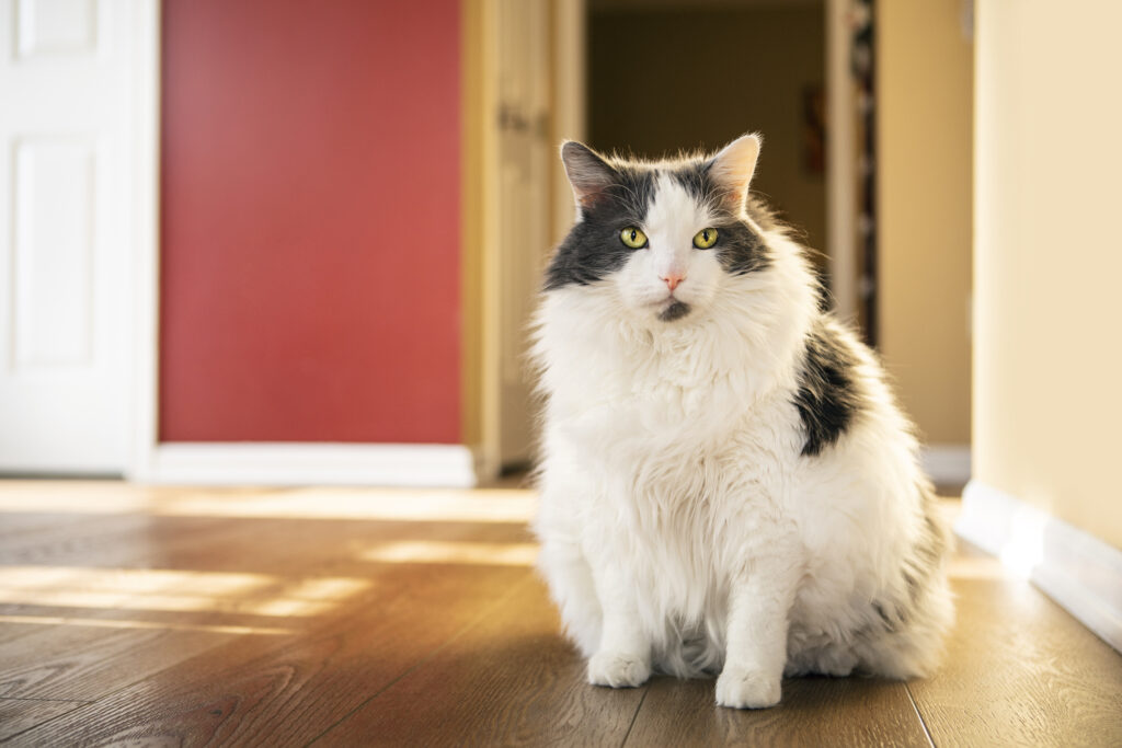 cat body condition score