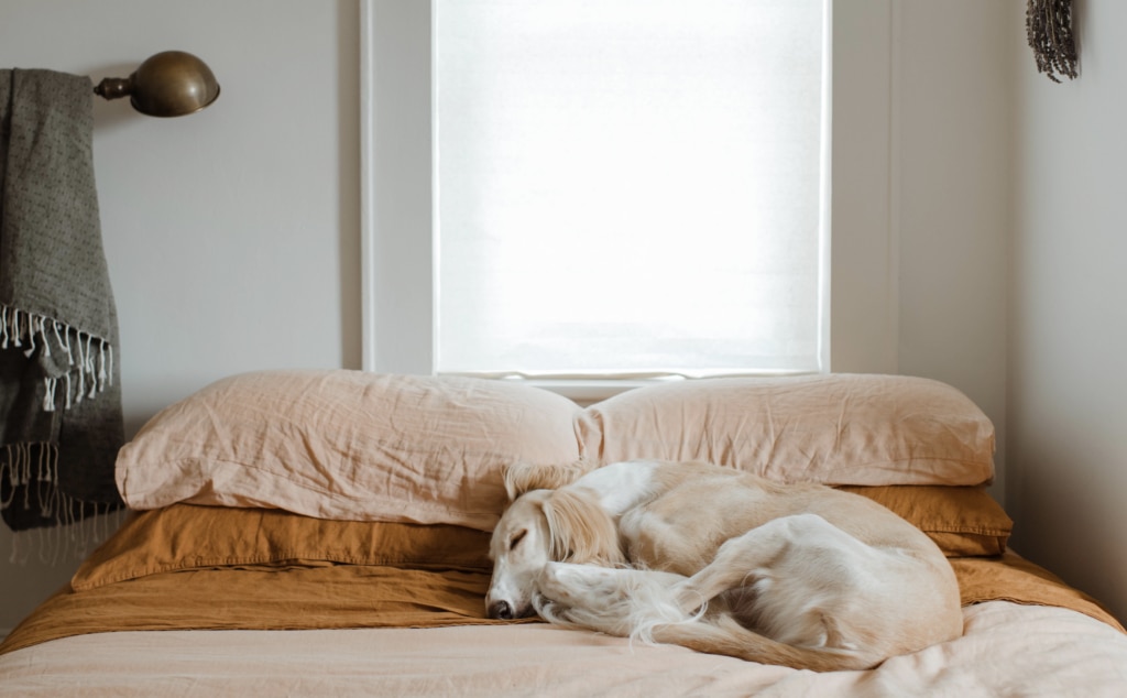 A pale brown and white Whippet rests comfortably on a bed with peach cotton sheets.