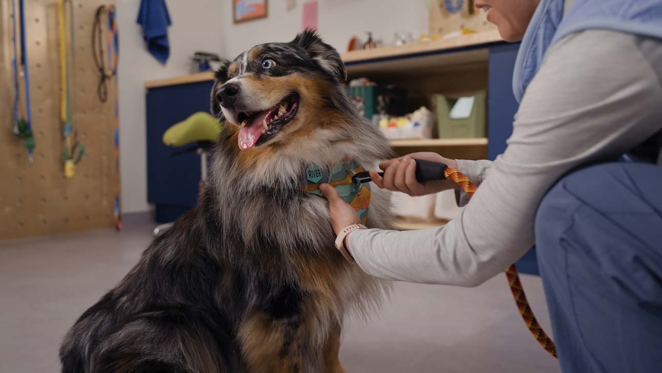 A woman clipping a leash onto a dog's harness in preparation for hiking with her dog