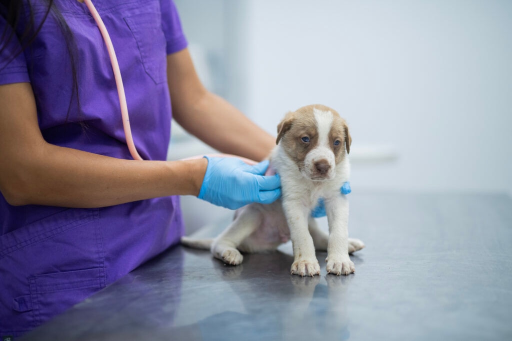 parvo in dogs; a veterinarian examines a puppy for parvo.