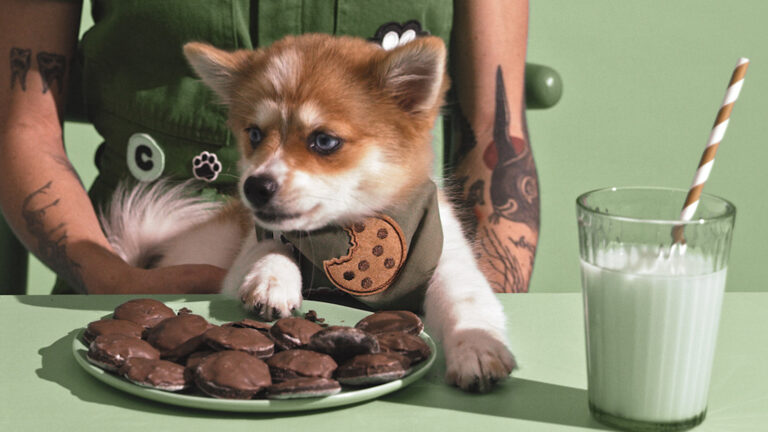 Dog going for a treat