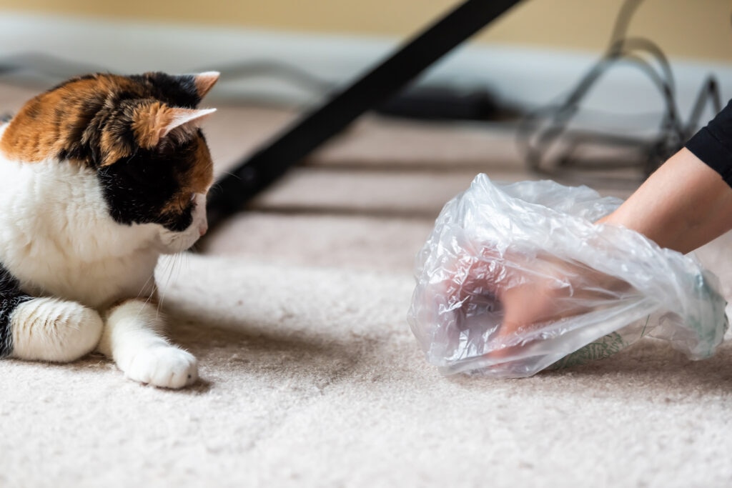 cat vomiting; a pet parent cleans up cat vomit.