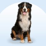 Bernese Mountain Dog