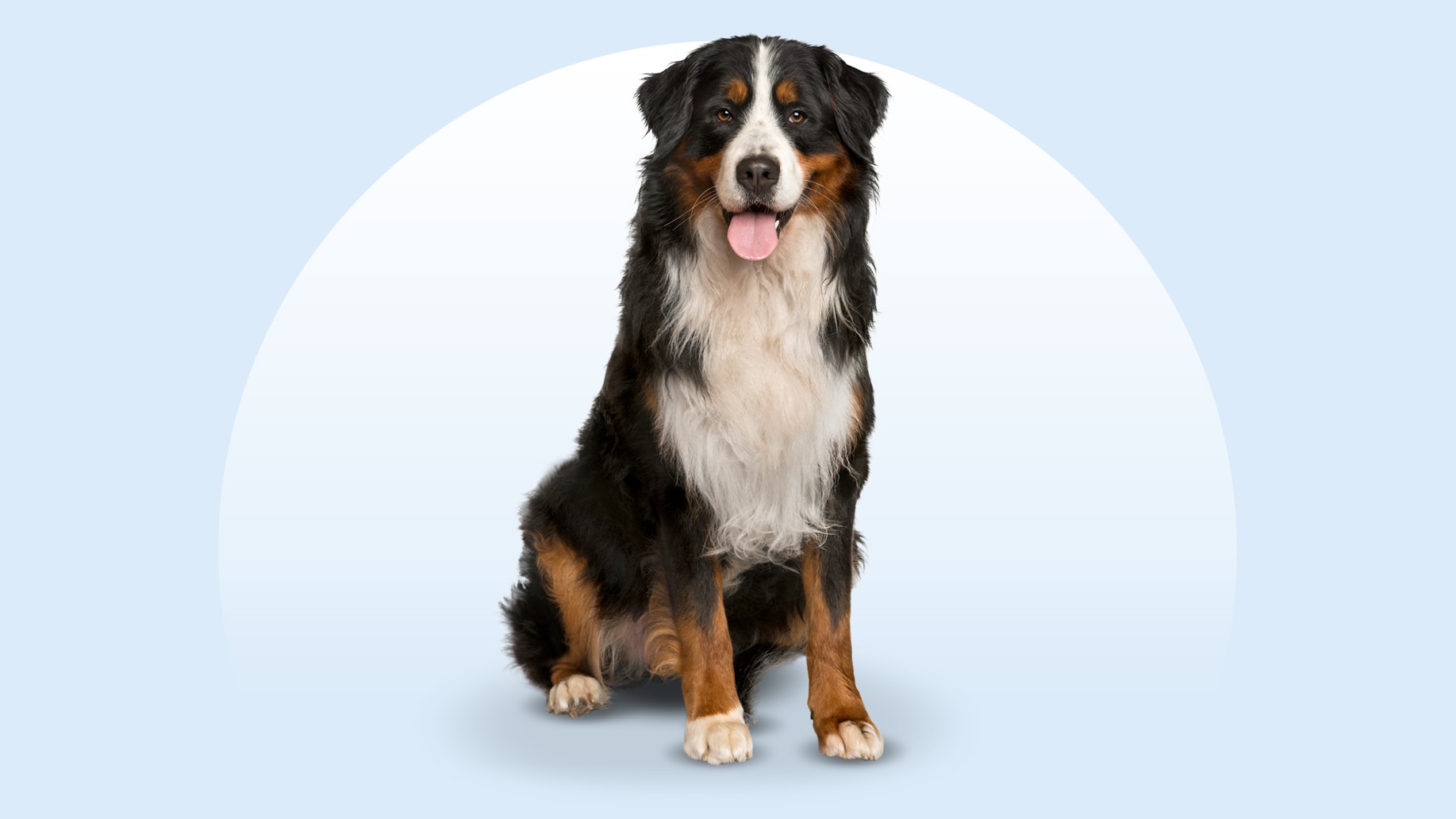 Bernese Mountain Dog