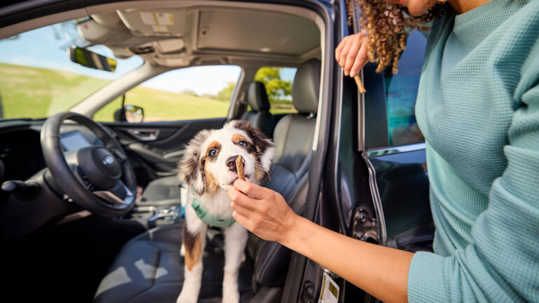 A woman stops to give her puppy a break while traveling with her puppy in a car