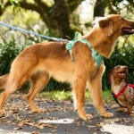 Bordetella Vaccine for Dogs: Schedule, Side Effects, and Cost