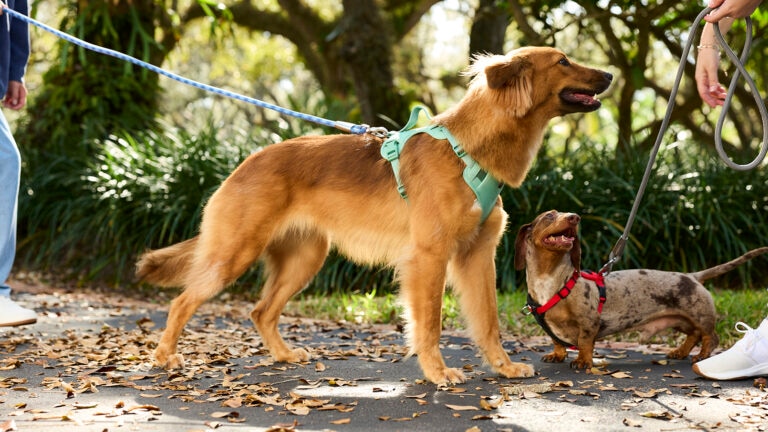 Bordetella vaccine for dogs: two dogs on a walk