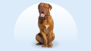 Dogue de Bordeaux