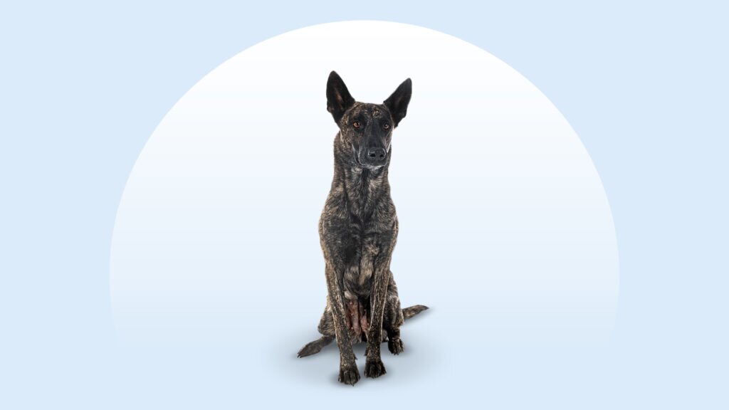 brindle dutch shepherd running in a fenced-in yard