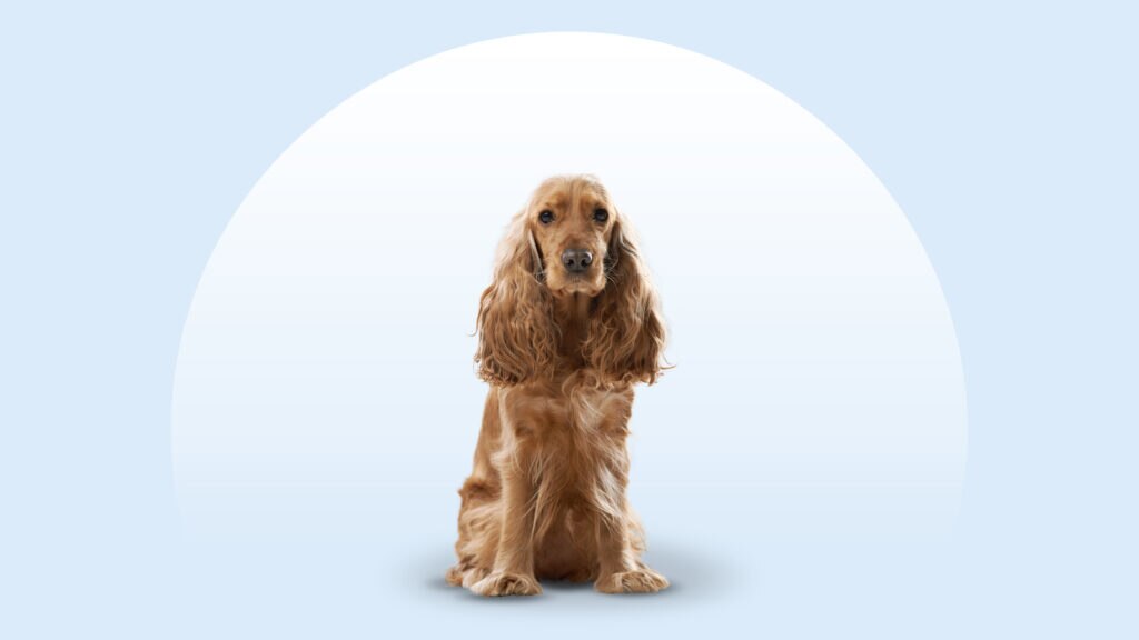 buff English Cocker Spaniel dog sitting on a hiking trail
