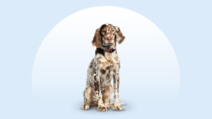 English Setter