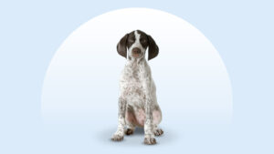 Pointer