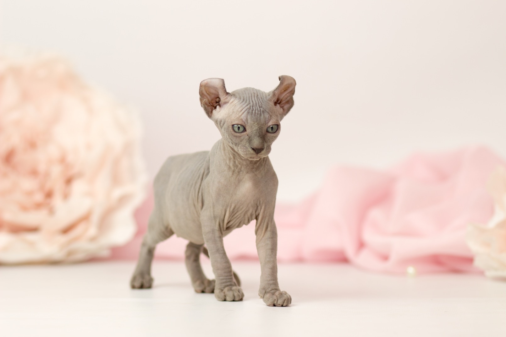 A gray Elf kitten standing on a pink background