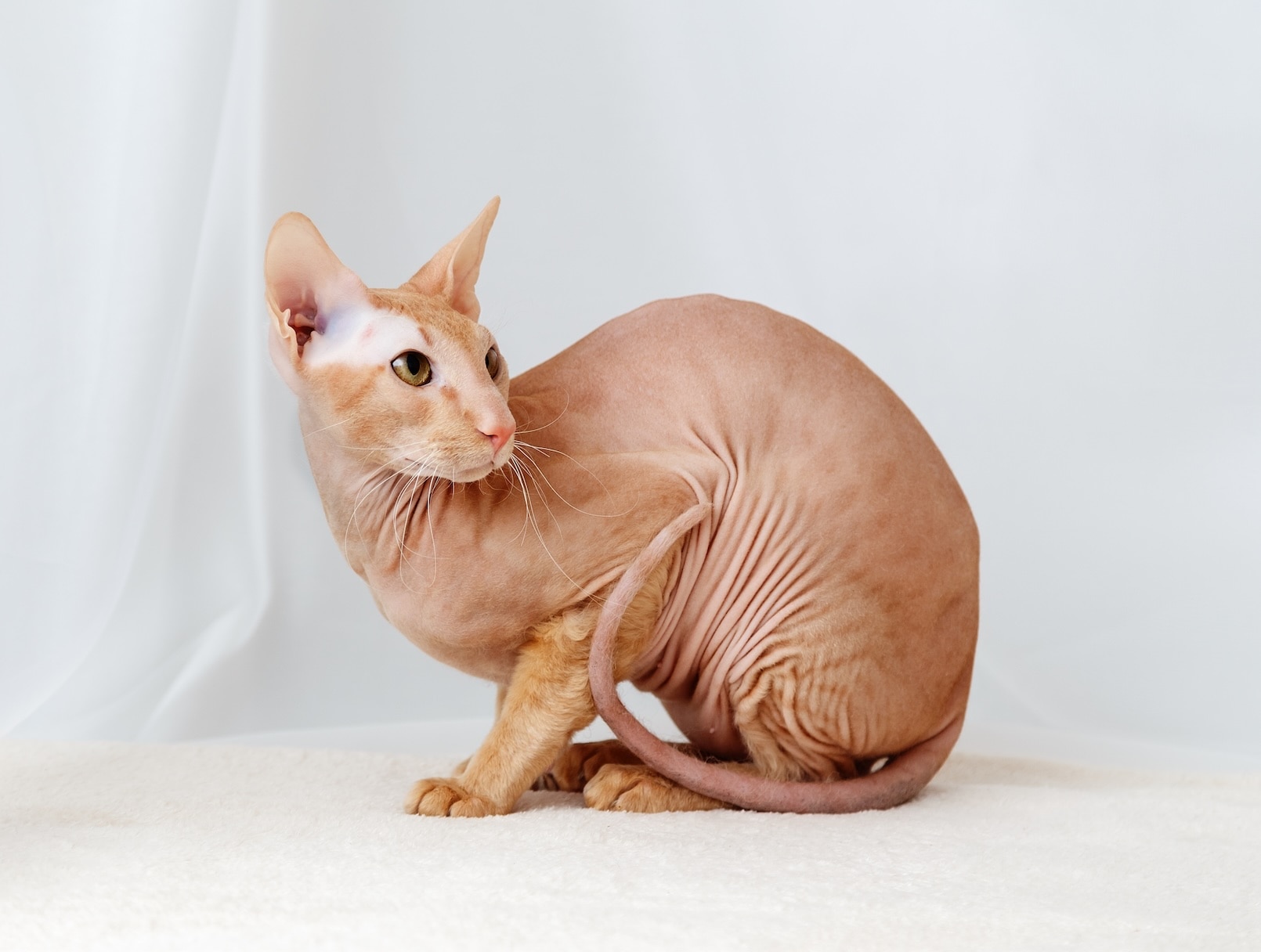 An orange Peterbald cat crouching on a white background