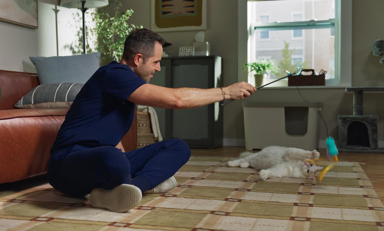 A man using a teaser wand to play with a white cat, which can help prevent hairballs due to overgrooming