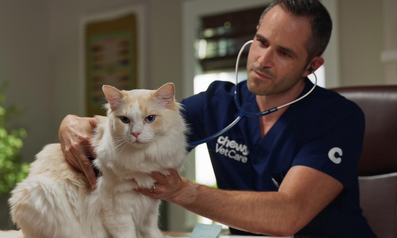 A veterinarian examining a cat to determine the cause of cat hairballs