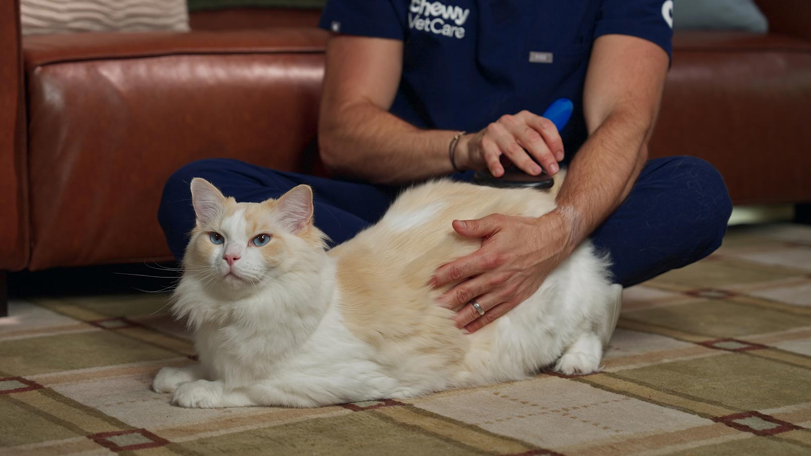 A man brushing a white cat to prevent cat hairballs