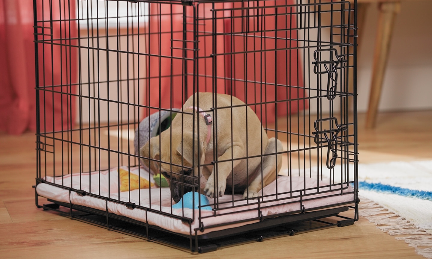 A puppy playing with a dog toy in a crate with the door closed