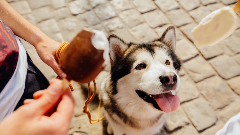 can dogs eat ice cream