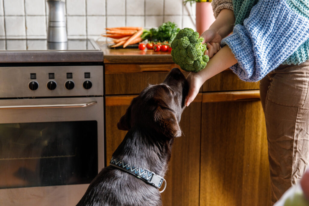 A dog checks out a stalk of broccoli while their human prepares dinner and learns if dogs can eat broccoli