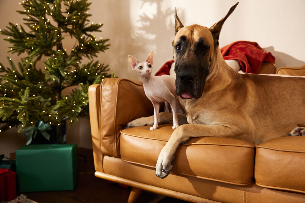 A Great Dane dog and Sphynx cat sit on the sofa next to a lit Christmas tree.