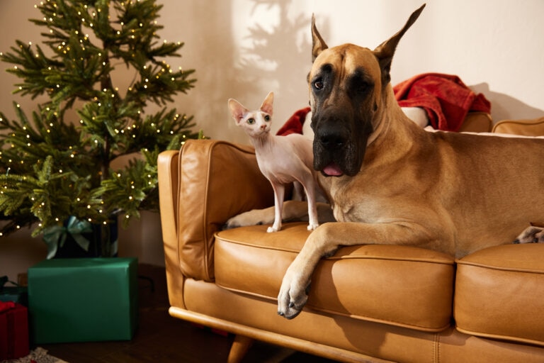 A Great Dane dog and Sphynx cat sit on the sofa next to a lit Christmas tree.