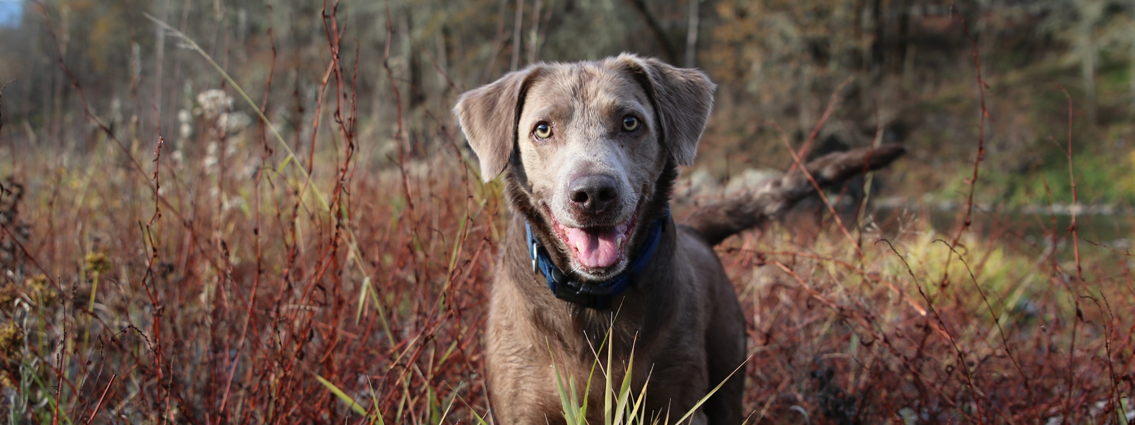 dog happy outdoors autumn
