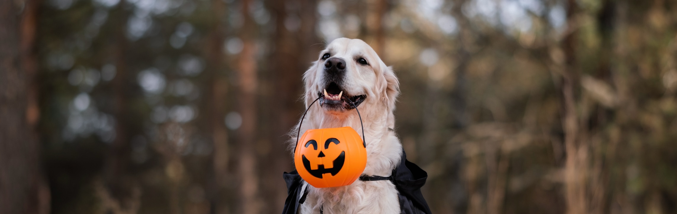 Dog Halloween costume