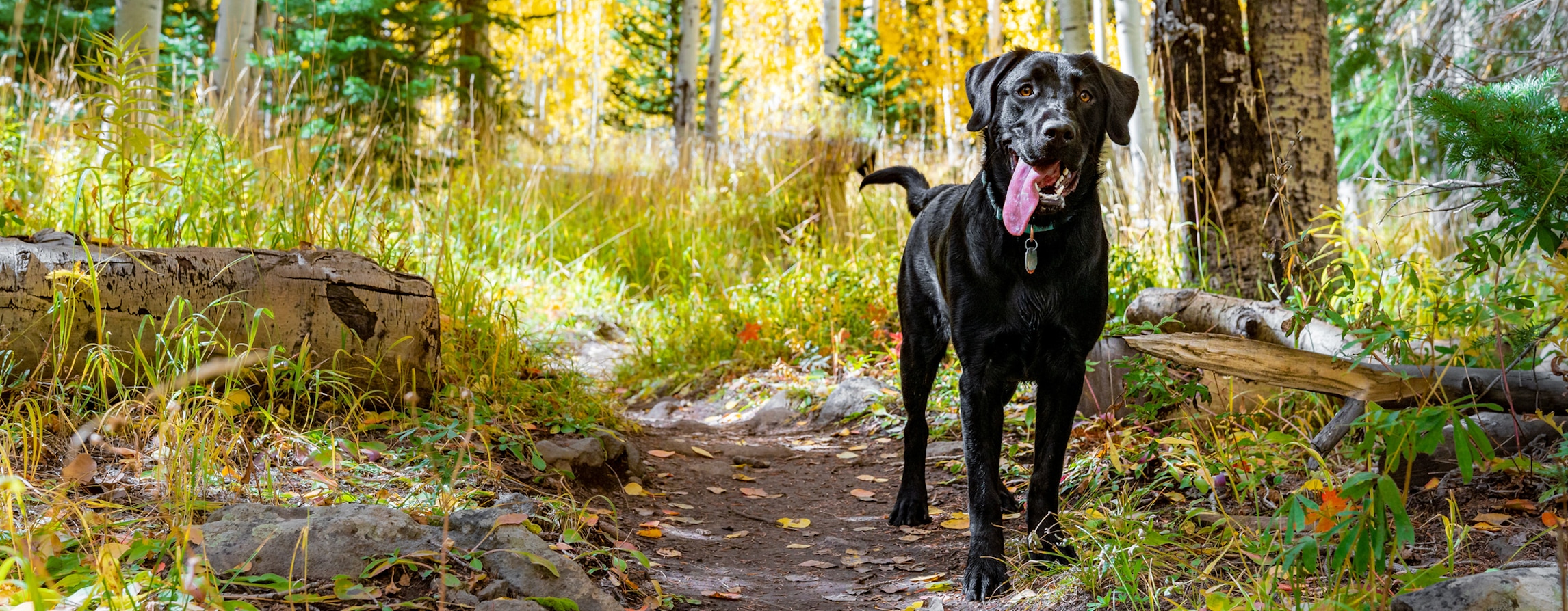 dog outside in autumn forest