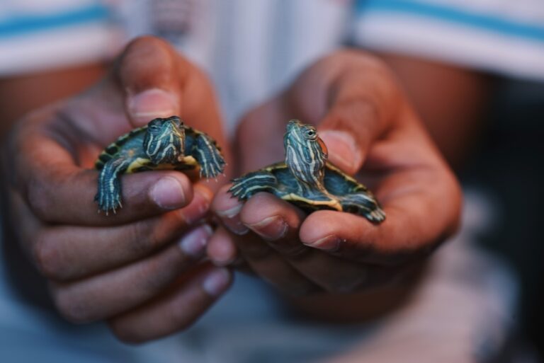 Hands of a child holding ‚ÄòRed eared slider turtles‚Äô