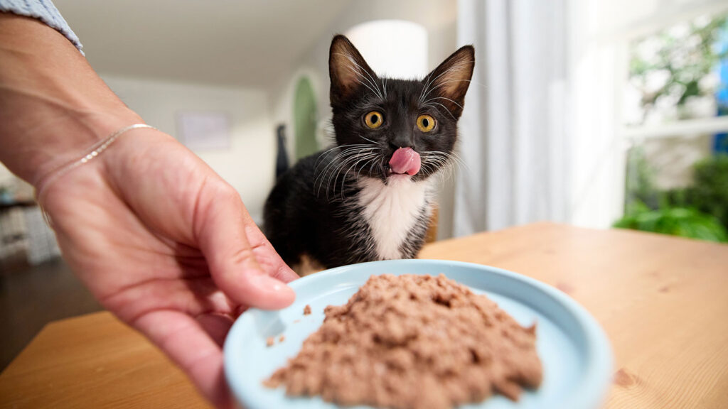 A kitten standing in front of a large pet food bowl while licking their lips.