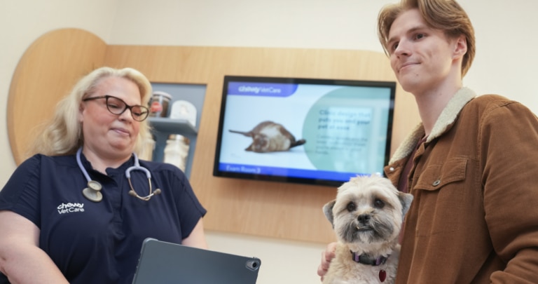 An ivory and gray dog leans against his pet parent while he sits on an exam table at the vet.