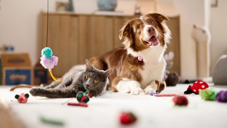 what is pet insurance: dog and cat playing on floor