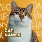 The Top 200 Cat Names for Your Feline in 2026