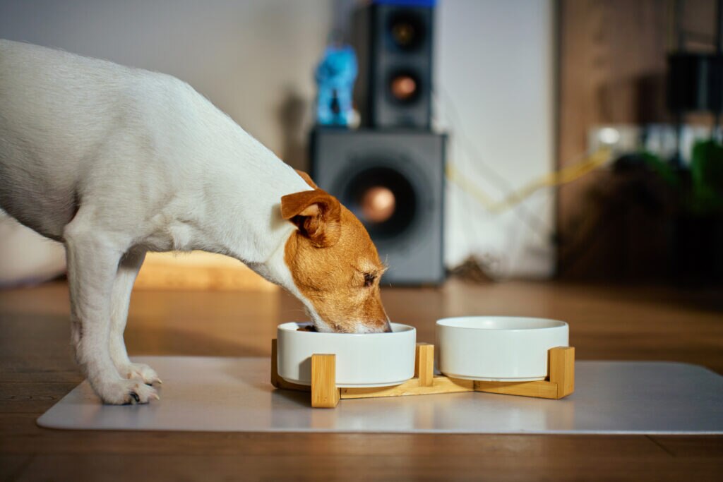 why is my dog always hungry; a Jack Russell Terrier eats his food from a bowl.