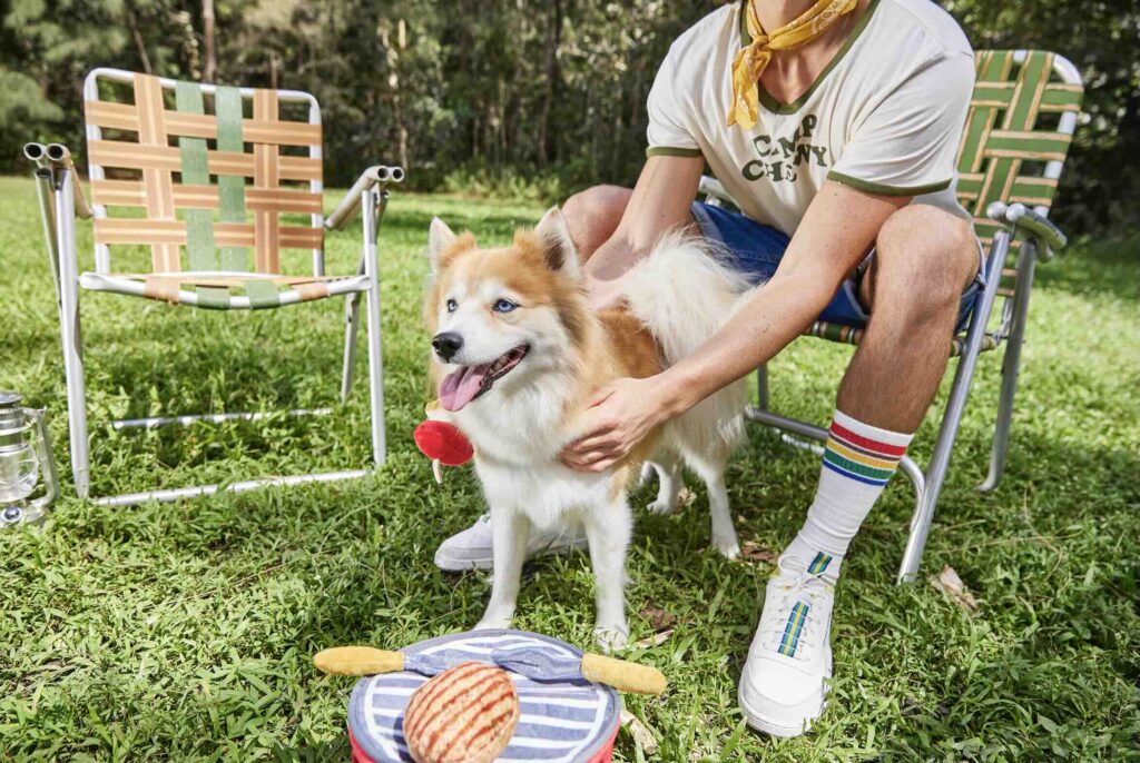 A small beige and white Finnish Lapphund dog sits outdoors with his pet parent while camping.