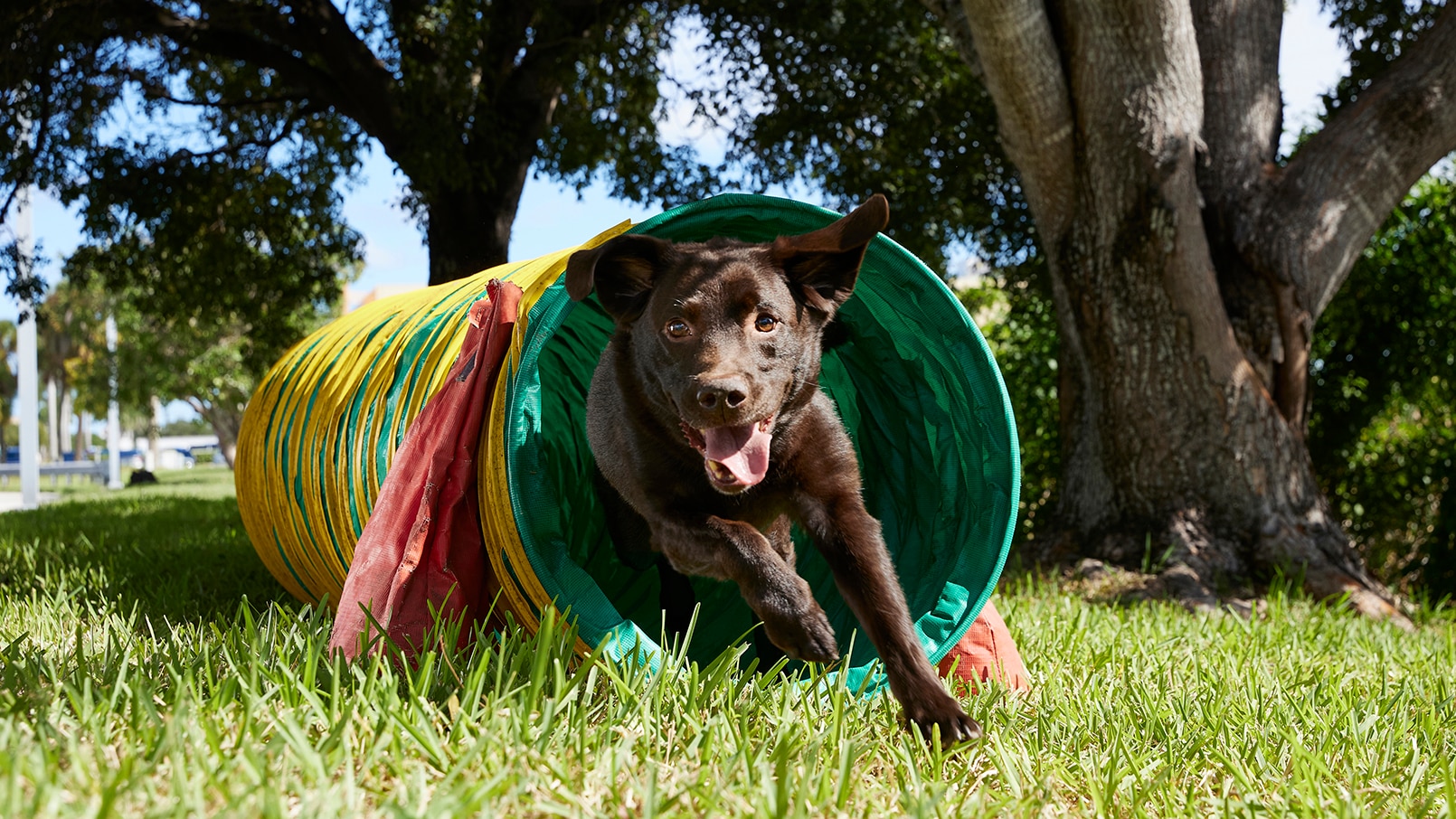 How To Start Dog Agility Training at Home - Chewy