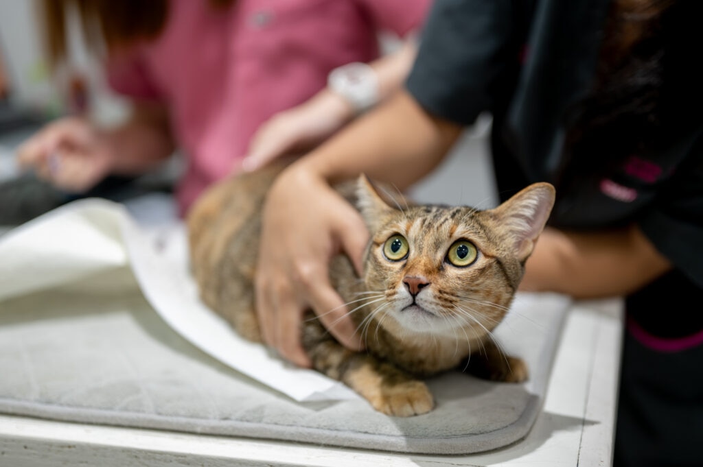 rat poisoning in cats; a cat is examined by a veterinarian.
